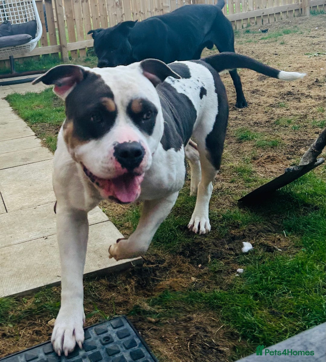 American Bulldog dogs for sale: Female (spayed) American bulldog  - Image 4