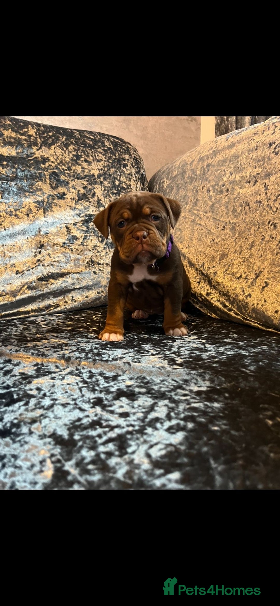 Olde English Bulldogge dogs for sale: NEBBR registered Olde English bulldogge puppies - Advert 23