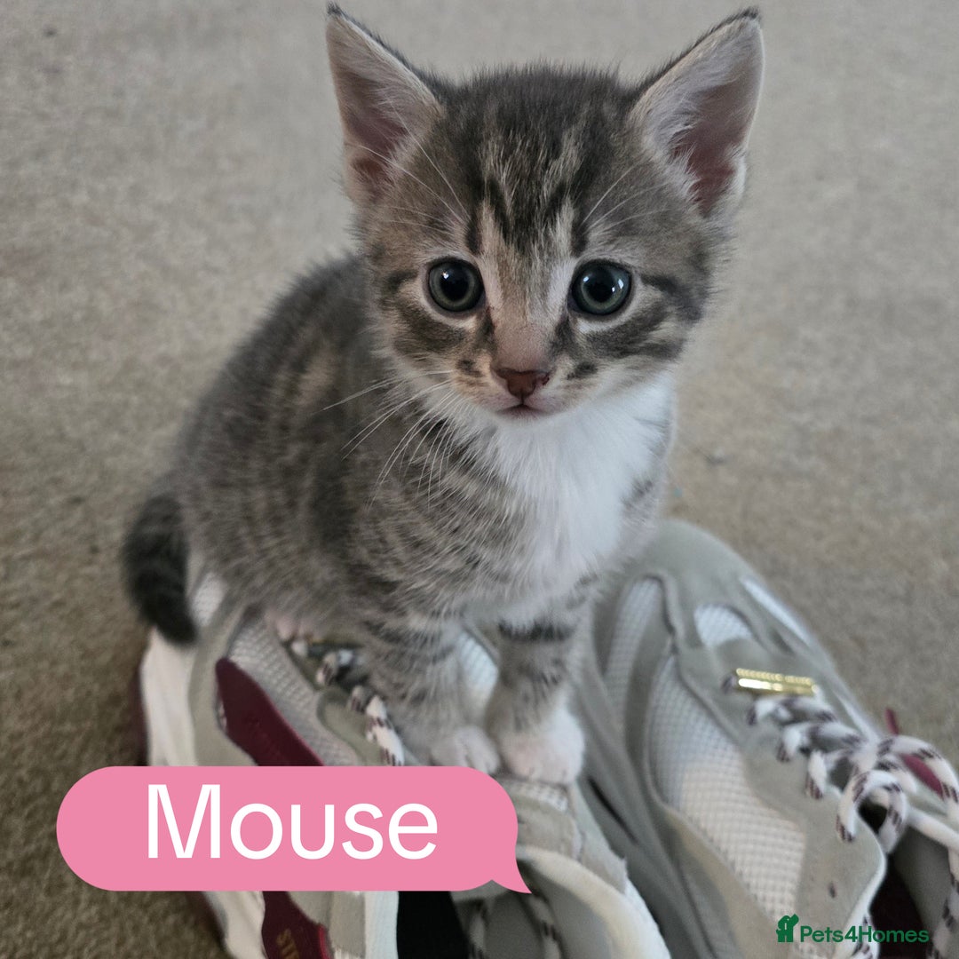 Mixed Breed cats for sale: 🐾 Beautiful Kittens Available 🐾 - Advert 7