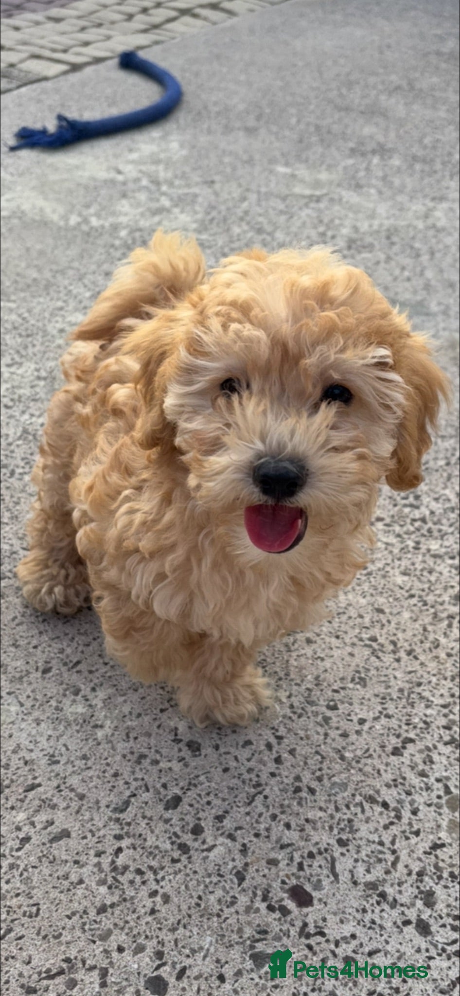 Maltipoo dogs Maltipoo pups  - Advert 17
