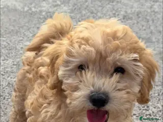 Maltipoo dogs Maltipoo pups - Advert 8