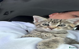 Egyptian Mau cats for sale: 13 week old Egyptian Mau  - Image 1