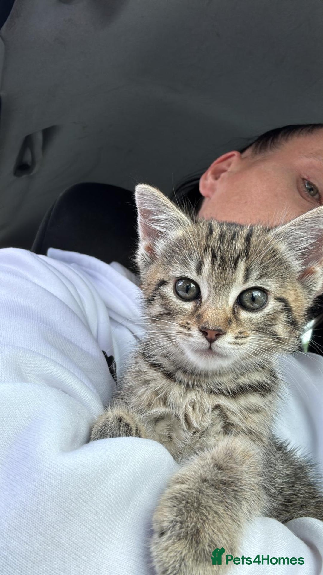Egyptian Mau cats for sale: 13 week old Egyptian Mau  - Image 1