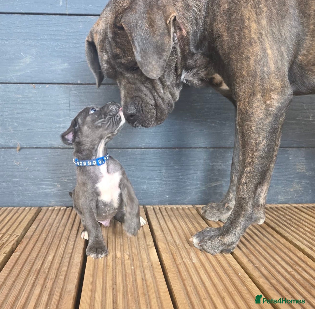 Cane Corso dogs Formentino, brindle, grey cane Corsos 👀🏡❤️ - Advert 1