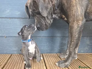 Cane Corso dogs Soon ready to leave 🥰 - Advert 2