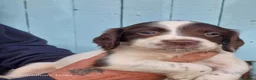 English Springer Spaniel dogs for sale: 3 Springer Boys available  - Advert 5