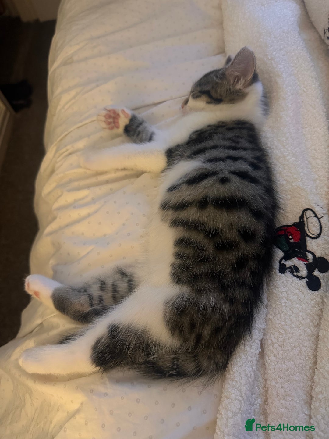 Mixed Breed cats for sale: Cute cuddler - Advert 3