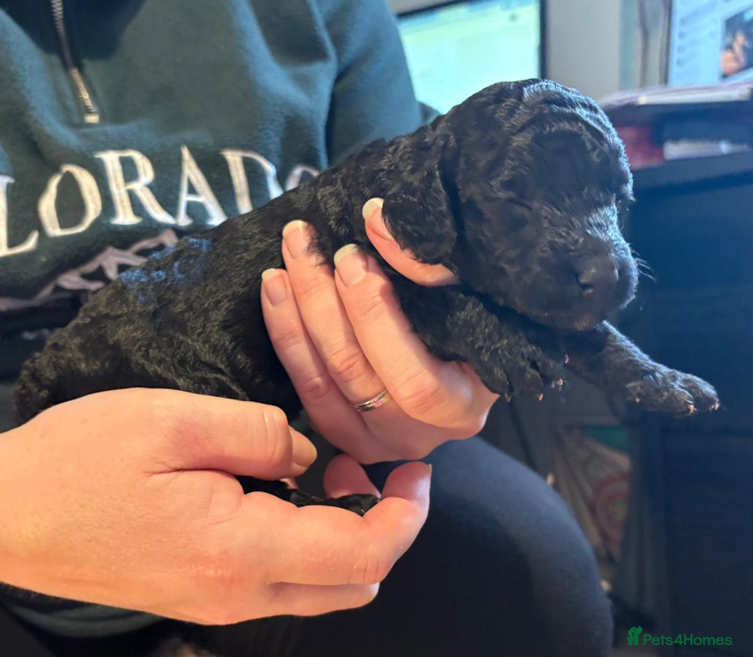 Cockapoo dogs for sale: Cockapoo Puppies - Advert 6