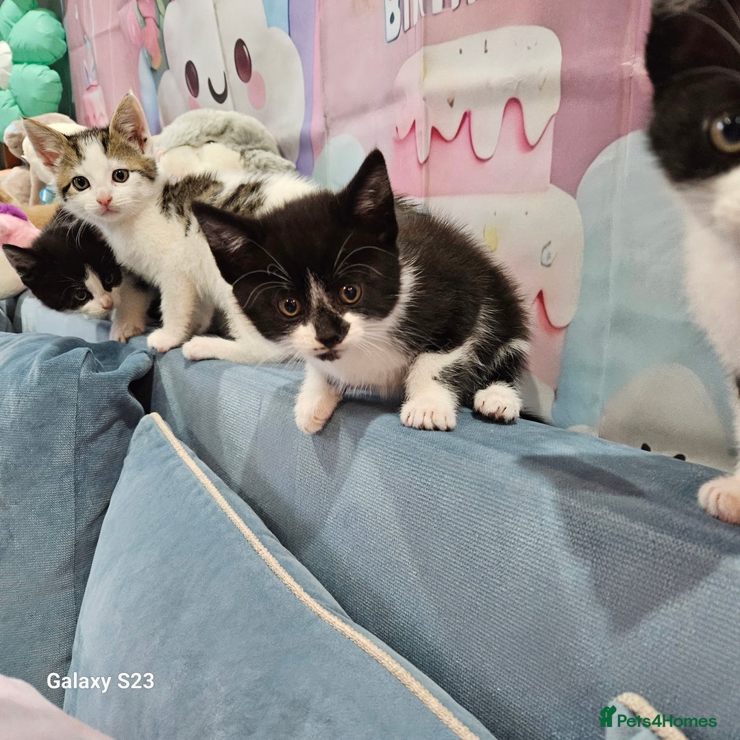 European cats for sale: 5 European Kittens for sale.  - Image 8