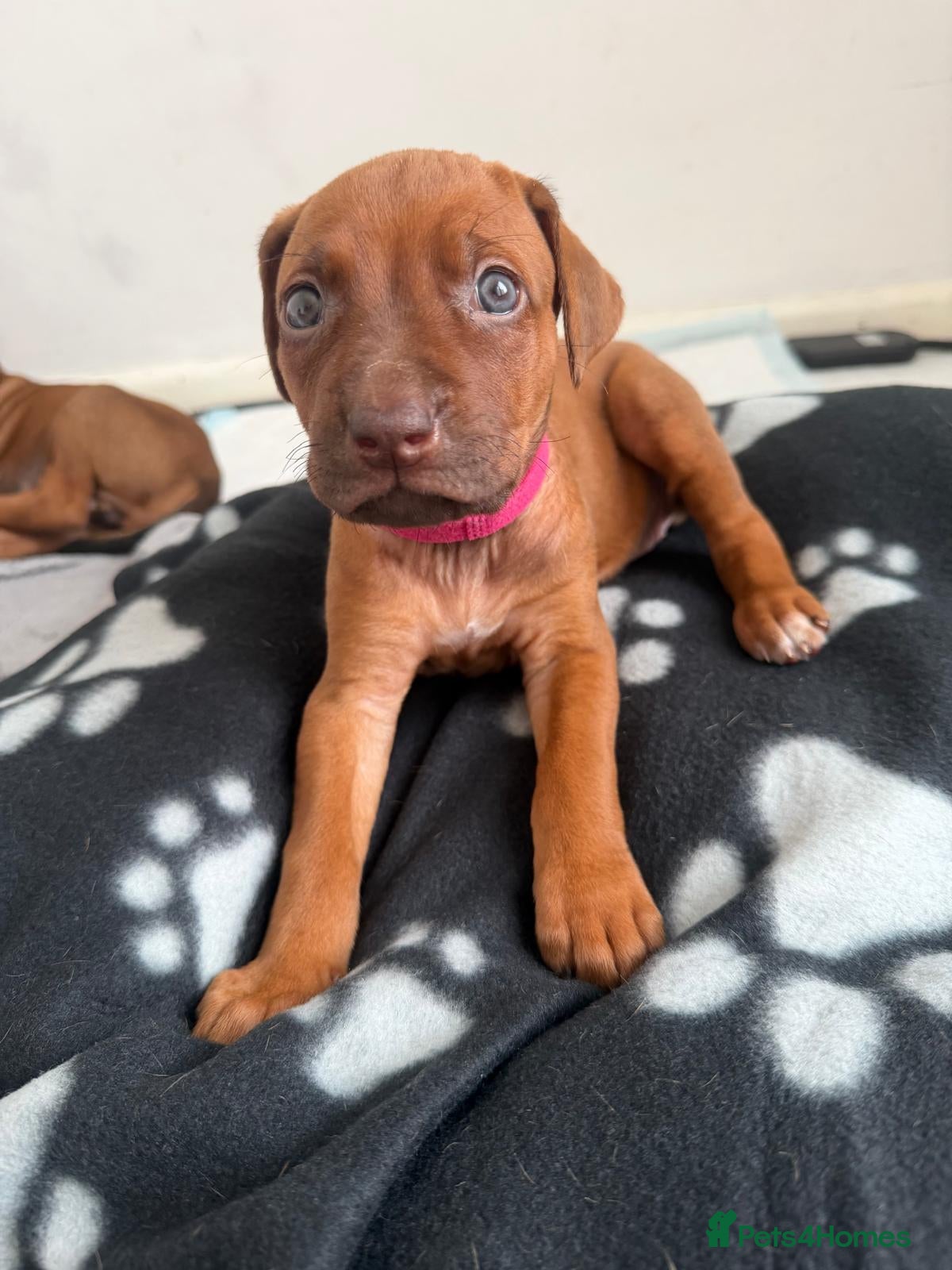 Rhodesian Ridgeback dogs for sale: Stunning KC Registered Rhodesian Ridgeback Puppies - Advert 22