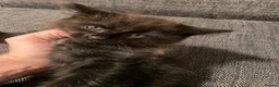 Maine Coon cats for sale: Maine coon kitten - Advert 5