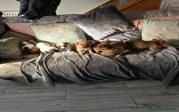 Mixed Breed dogs for sale: Cute puppies  - Image 3