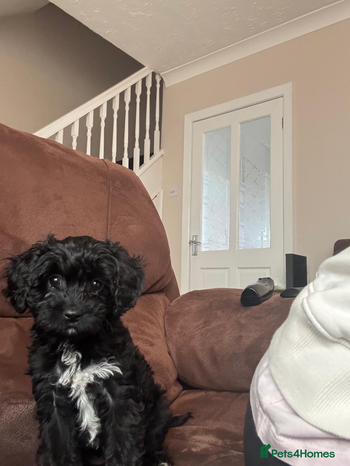 Cavapoo dogs Little teddy bears ready for new homes 🧸 🧸❤️❤️❤️ - Advert 7
