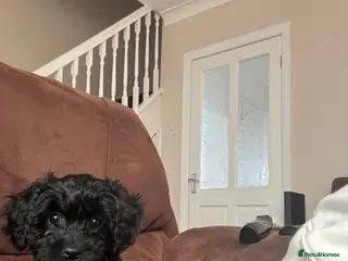 Cavapoo dogs Little teddy bears ready for new homes 🧸 🧸❤️❤️❤️ - Advert 7