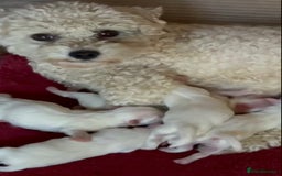 Maltipoo dogs for sale: Beautiful Maltipoo Puppies *Ready to leave* - Image 8