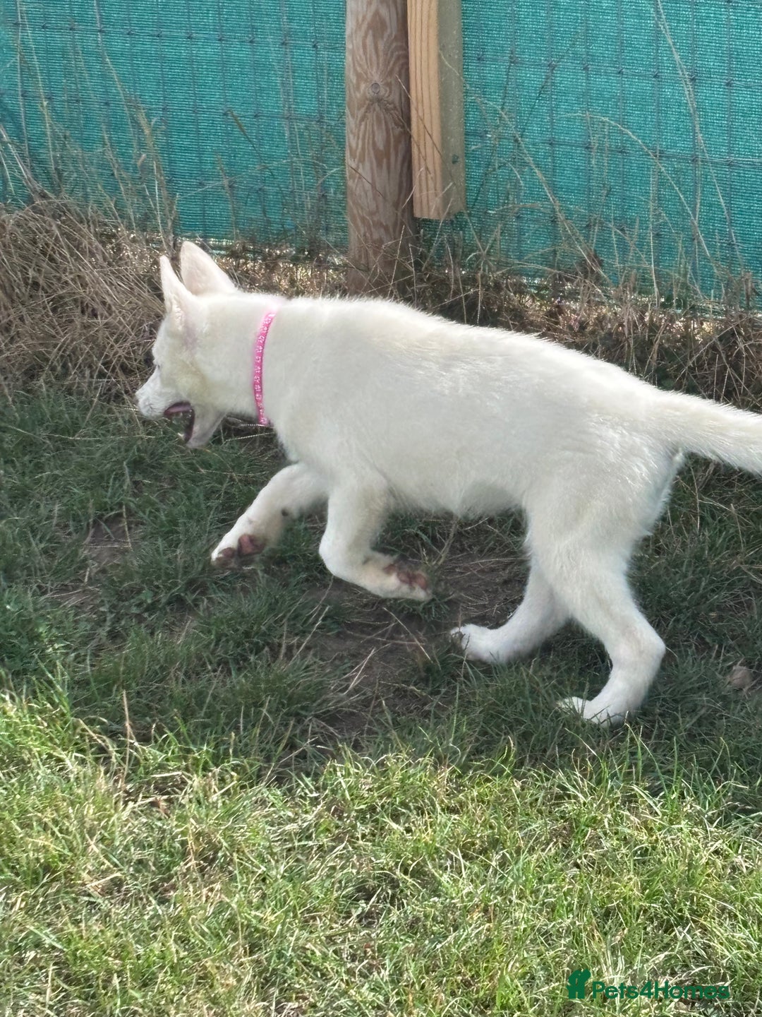 Utonagan dogs for sale: Last 2 Husky (Utonagon) Puppies - READY NOW - Image 30