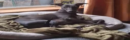 Whippet dogs for stud: Eidynrock Sangoma with Silkspun ,Sportingbred.X - Advert 1