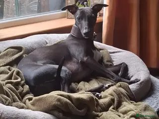 Whippet dogs Eidynrock Sangoma with Silkspun ,Sportingbred.X - Advert 1