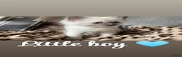 Ragdoll cats for sale: 🩷TWO BEAUTIFUL FULL RAGDOLLS🩵 in Pershore - Advert 4
