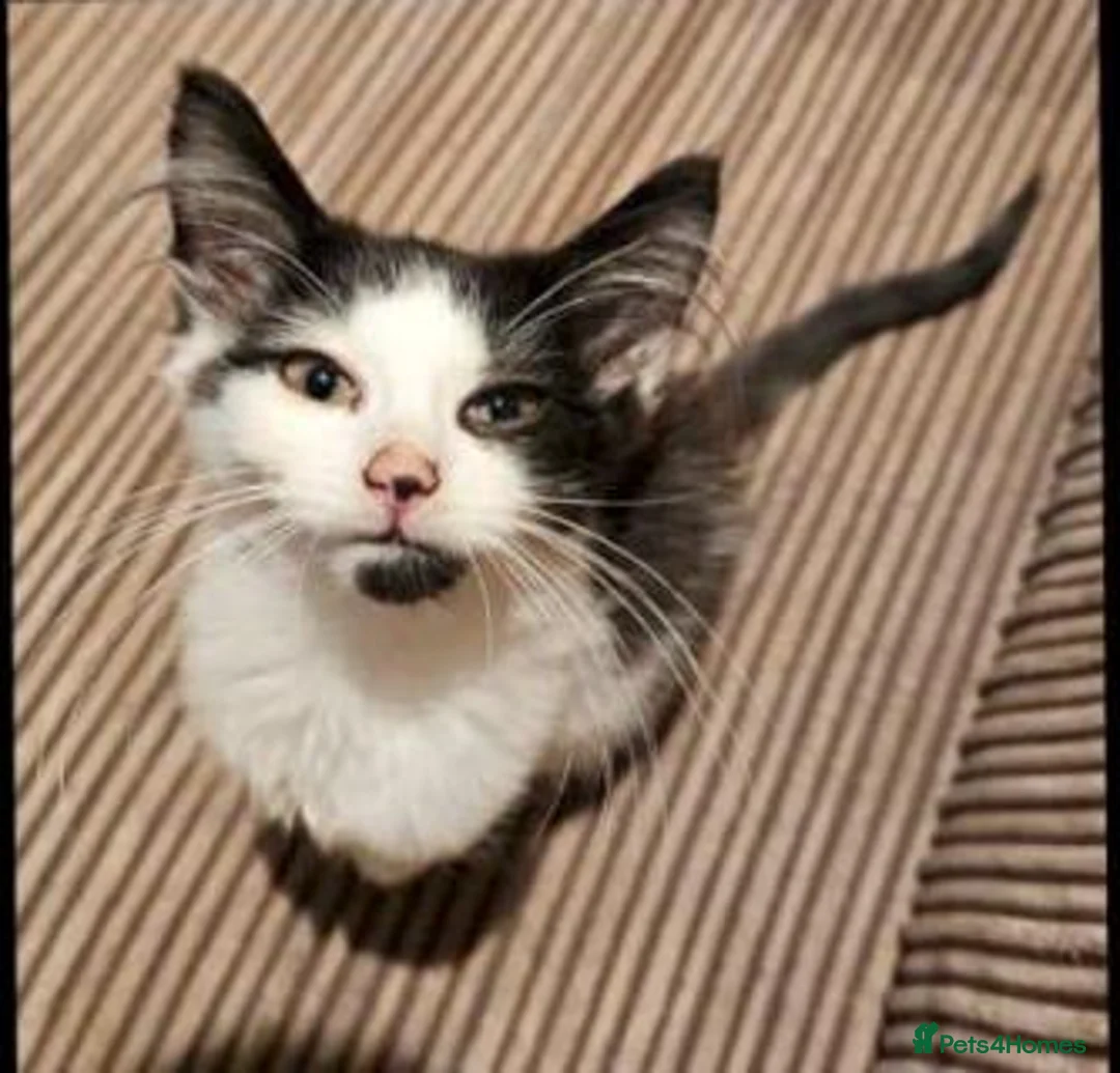 Mixed Breed cats for adoption: Bonded pair Cody and Chloe looking for a home in Hook - Advert 2