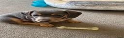 Dachshund dogs for sale: Beautiful miniature dachshund puppy’s  in Newport - Advert 18