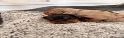 Mixed Breed dogs for sale: Beautiful Cocker X pups  - Advert 8