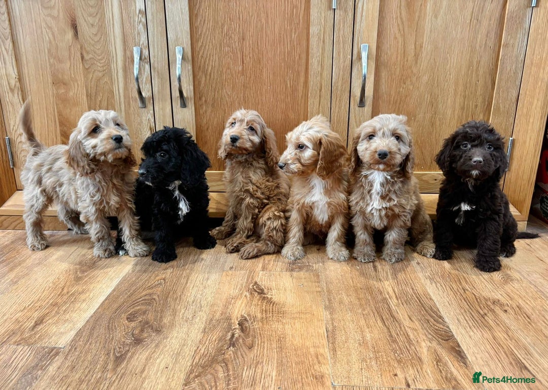 Cockapoo dogs for sale: Cockapoo Puppies Ready Now Fully Vaccinated  - Advert 1