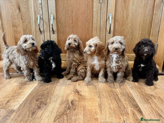 Cockapoo dogs - Advert 30