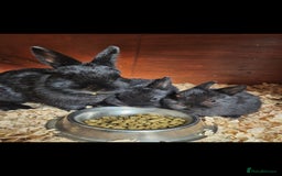 Netherland Dwarf rabbits for sale: Netherland dwalfs - Image 4