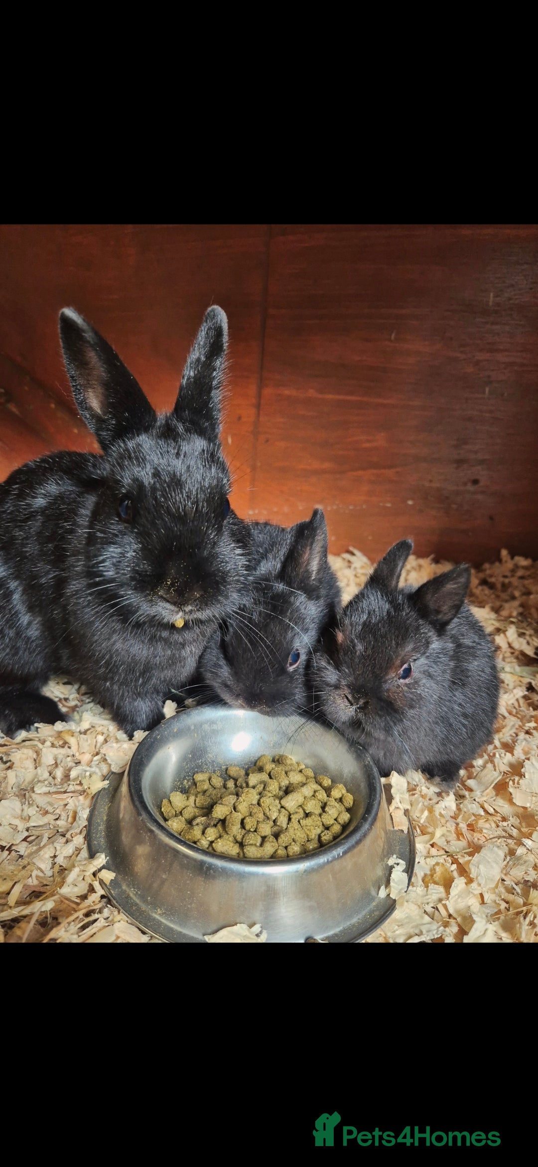 Netherland Dwarf rabbits for sale: Netherland dwalfs - Image 4