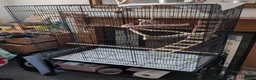 Cockatiels birds for sale: Hand-reared cockatiel, 5 months, tame affectionate in Richmond - Advert 6