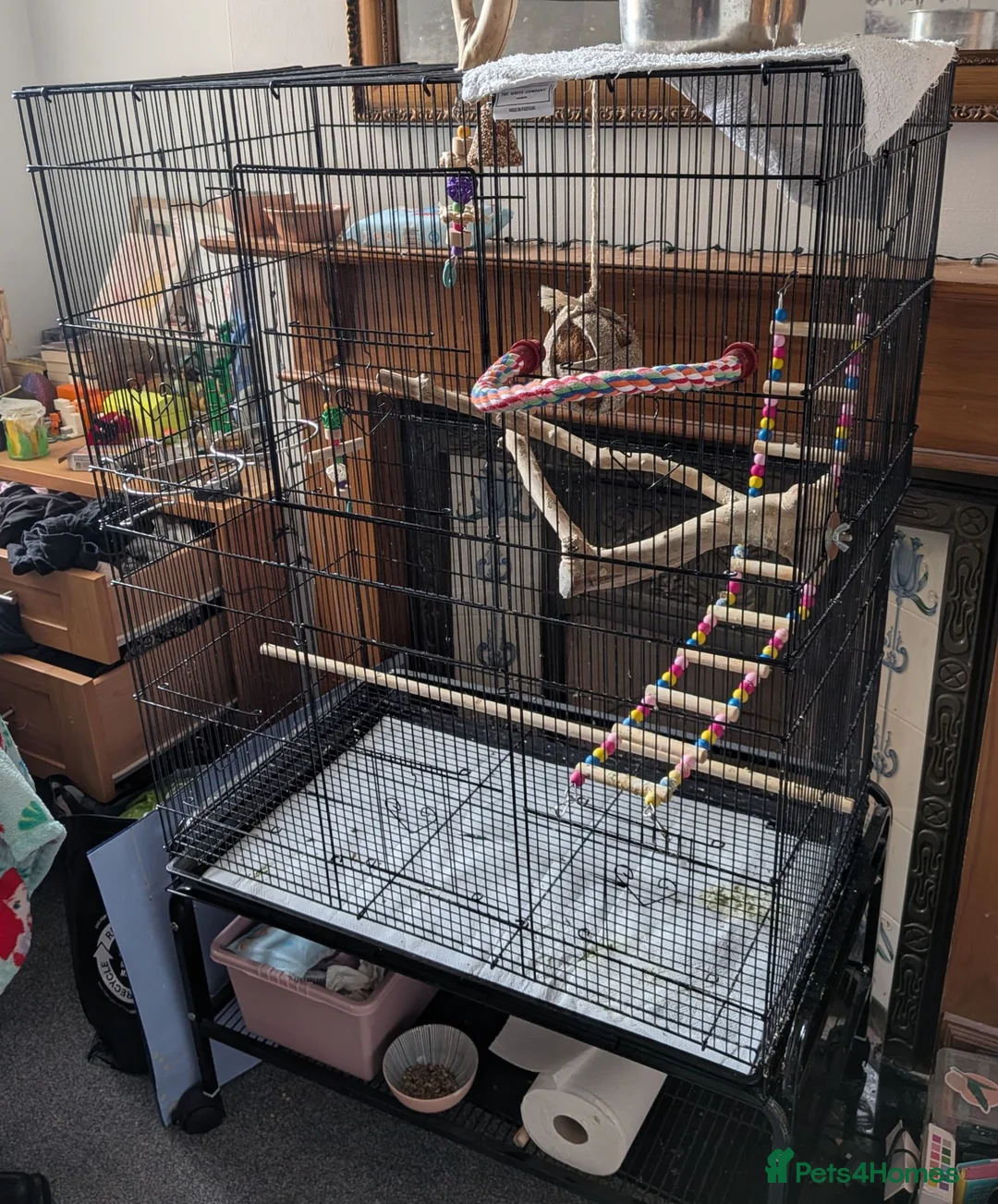 Cockatiels birds for sale: Hand-reared cockatiel, 5 months, tame affectionate in Richmond - Advert 6