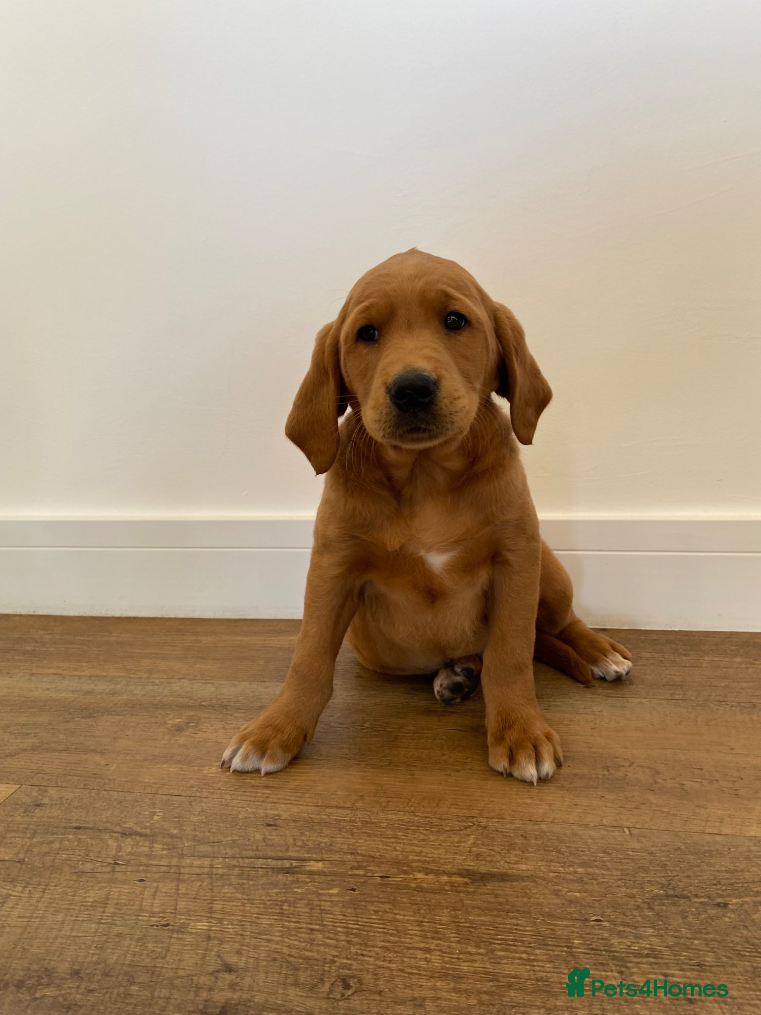 Goldador dogs Fantastic dark fox Red Goldadors  - Advert 3