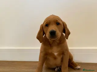 Goldador dogs Fantastic dark fox Red Goldadors - Advert 3