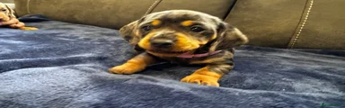 Dachshund 4