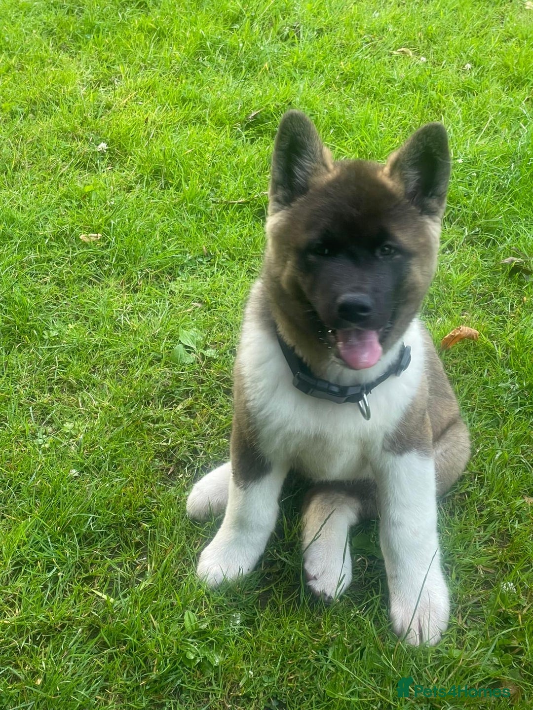 Akita dogs for stud: Chico’s finding LOVE… in Birmingham - Image 9