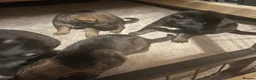 German Shepherd dogs for sale: German Shepherd Puppies For Sale – Ready Now in Doncaster - Advert 11