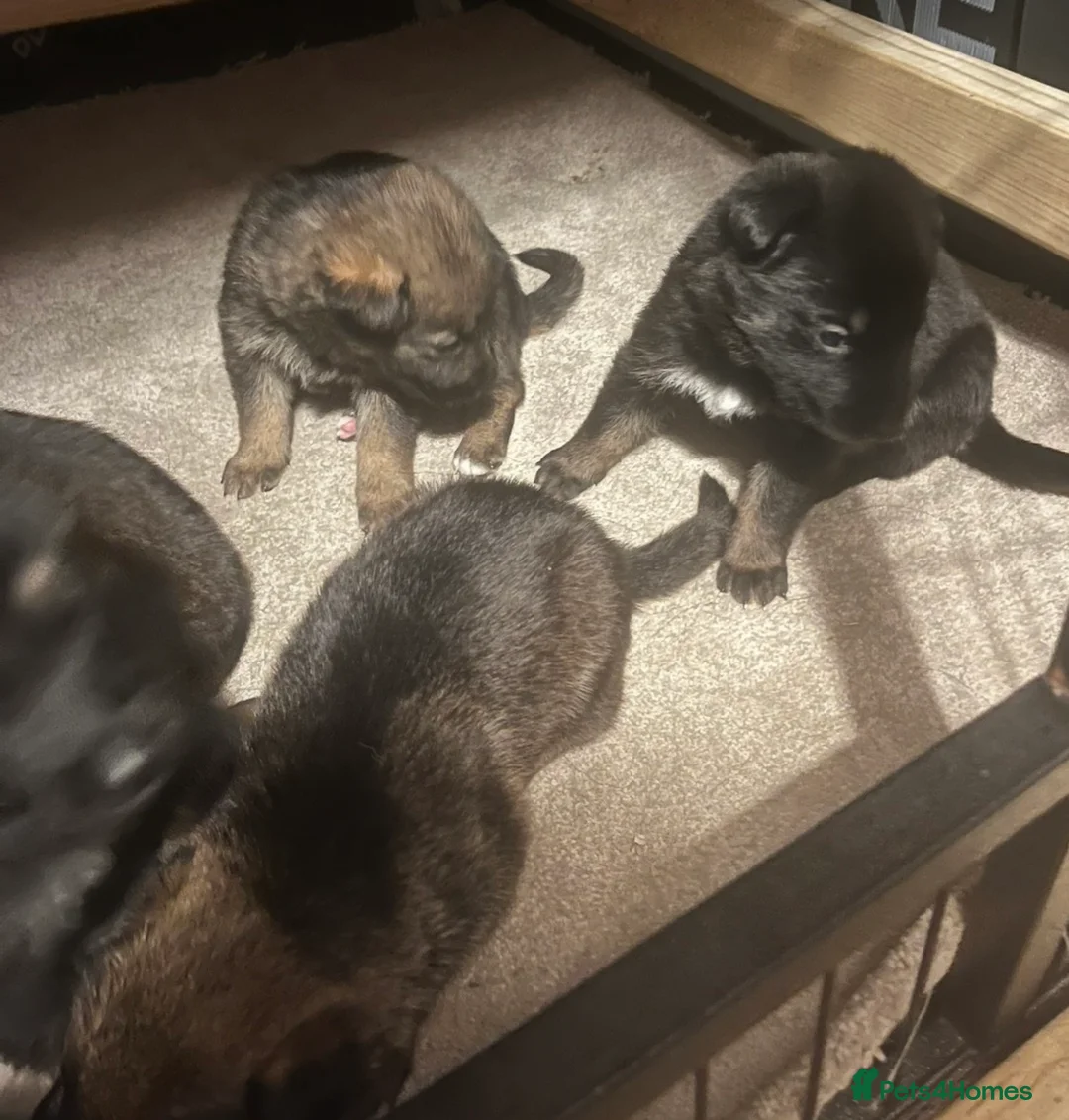 German Shepherd dogs for sale: German Shepherd Puppies For Sale – Ready Now in Doncaster - Advert 11