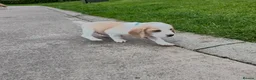 Beagle dogs for sale: Quality Foot Beagle Puppies - Advert 15