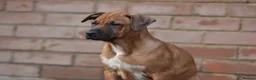 Mixed Breed dogs for sale: Reduced bullherders proven lines  - Advert 11