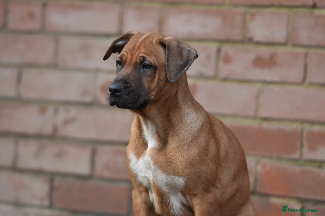 Mixed Breed dogs for sale: Reduced bullherders proven lines  - Advert 11