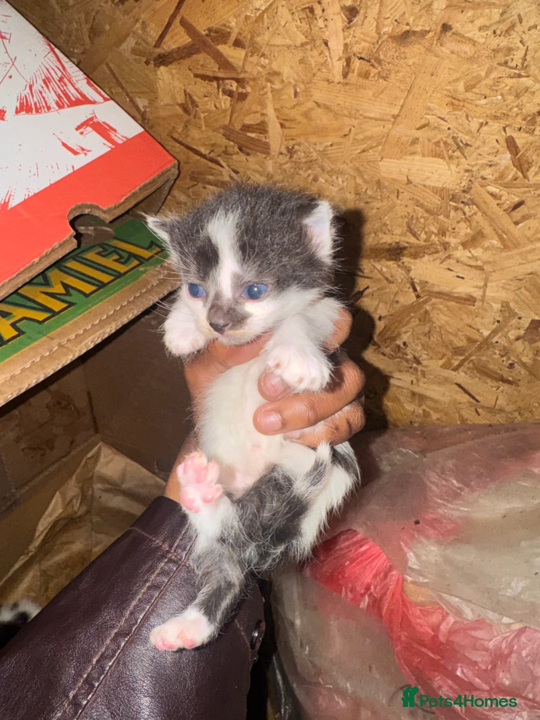 Domestic Shorthair cats for sale: Beautiful Black and White Kittens. in Guildford - Advert 6