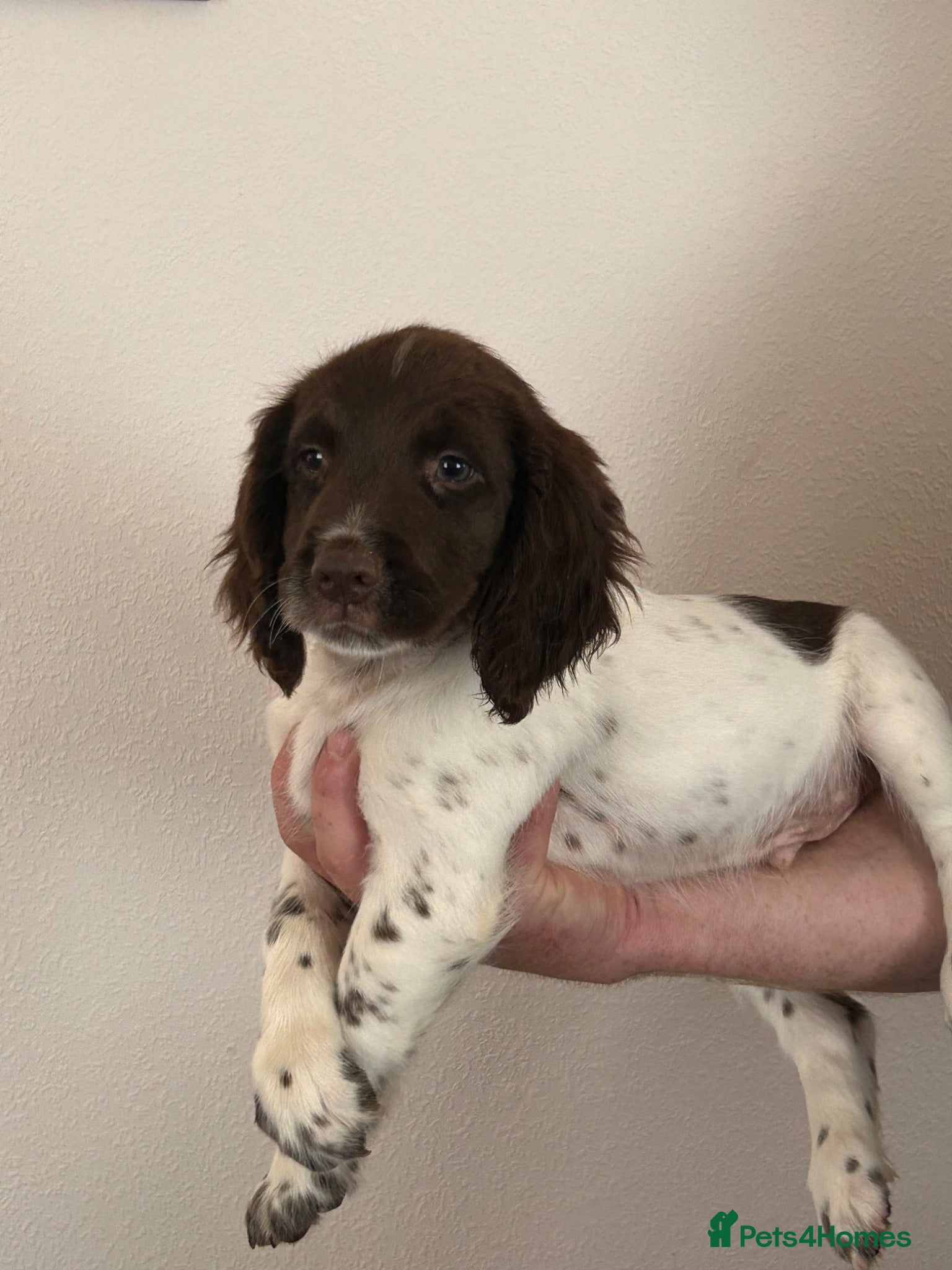 English Springer Spaniel dogs Beautiful English springer spaniel puppies  - Advert 5