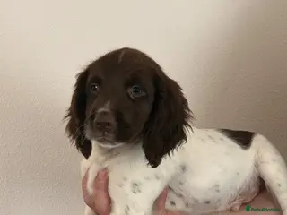 English Springer Spaniel dogs Beautiful English springer spaniel puppies - Advert 5