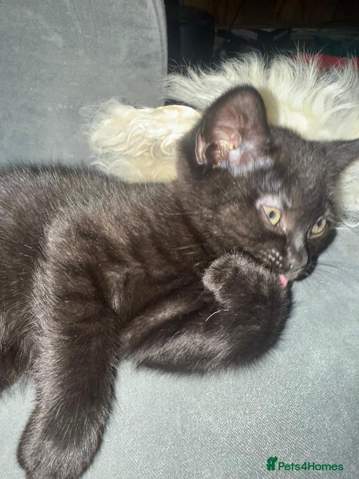 British Shorthair cats Last lovely boy available! Ready to Go!  - Advert 3