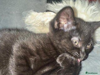 British Shorthair cats Last lovely boy available! Ready to Go! - Advert 3