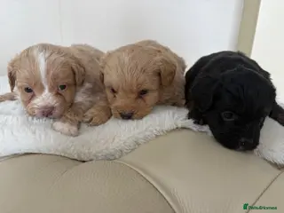 Mixed Breed dogs Floodle puppy’s read for info - Advert 10