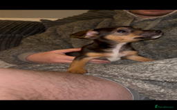 Jack Russell dogs for sale: Jack Russell’s  - Advert 3