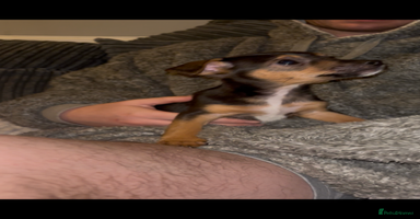 Jack Russell dogs Jack Russell’s  - Advert 4