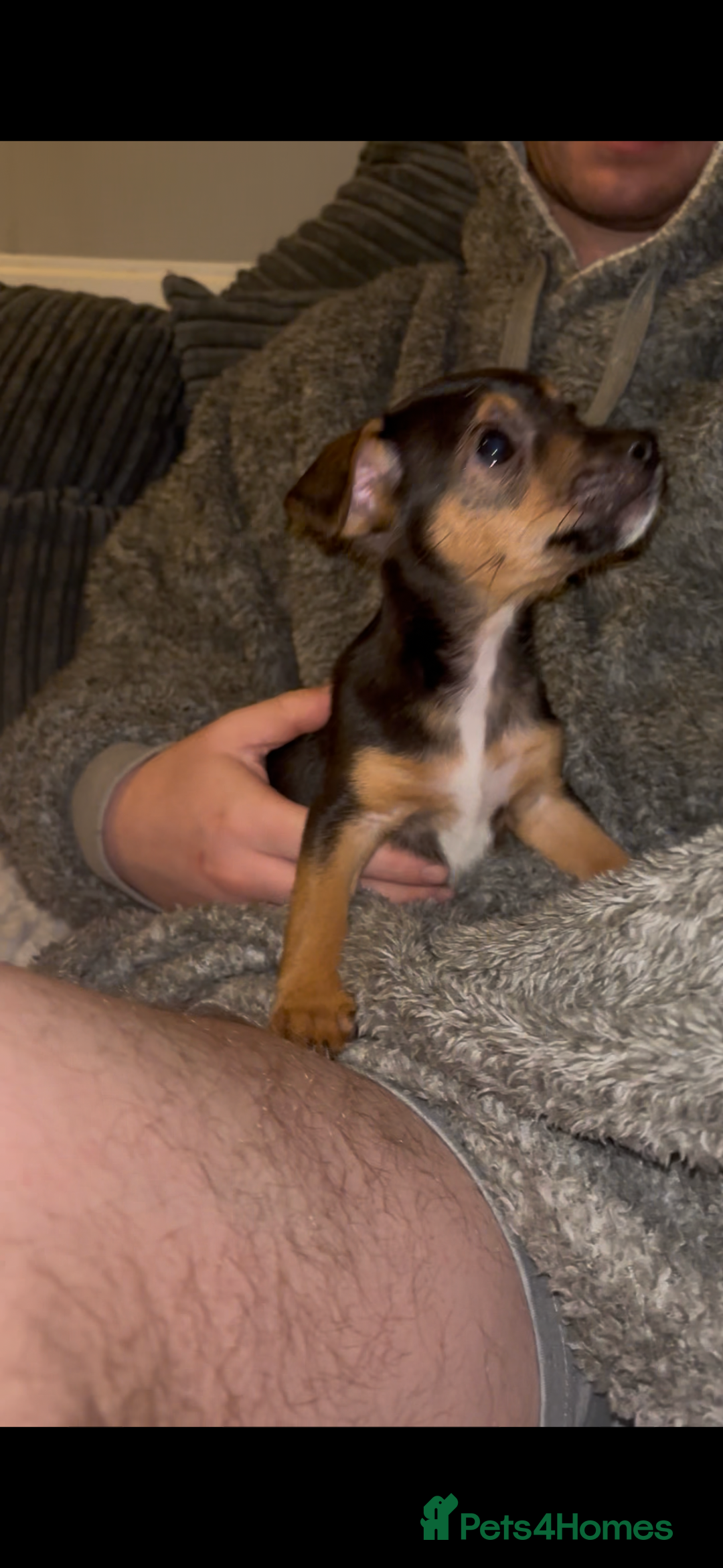 Jack Russell dogs for sale: Jack Russell’s  - Advert 3